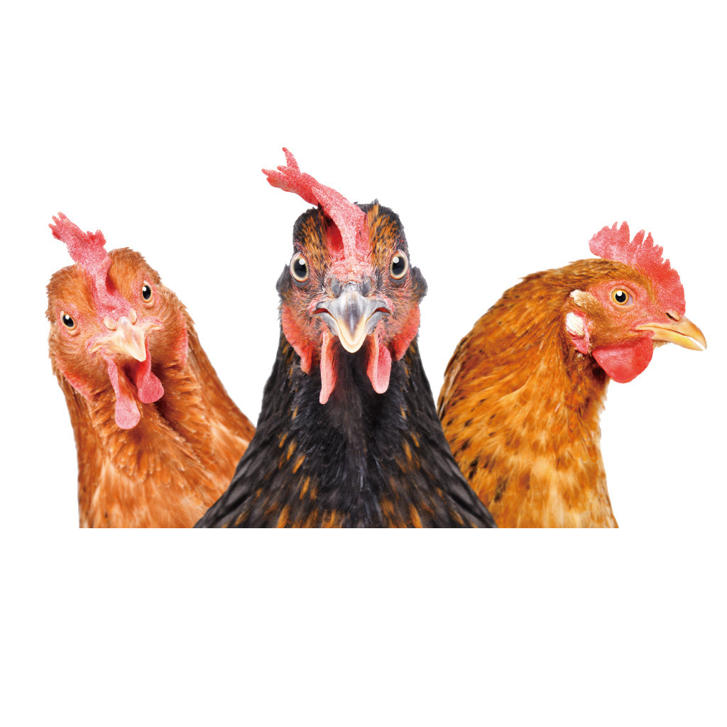 2pcs Whimsical and quirky farm three-chicken stickers, lively poultry portrait designs, perfect for rustic farm decorations, countryside-style art, chic aesthetic accents, self-adhesive, removable, waterproof wall stickers, toilet stickers